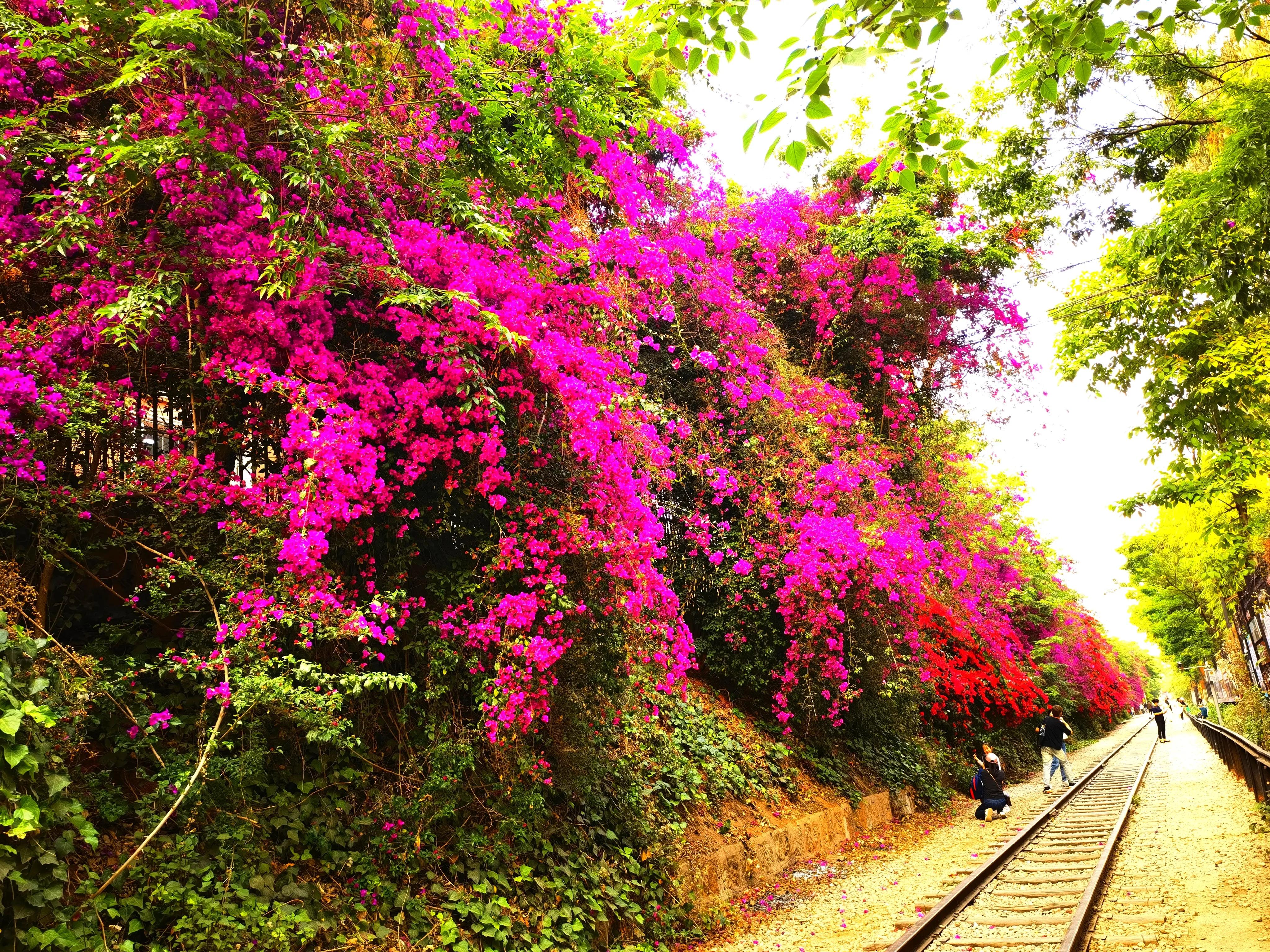 春城无处不飞花的昆明,四季如春的春城无处不飞花