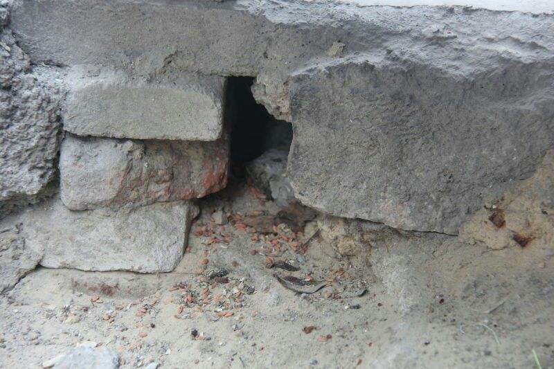 母老鼠怎么灭鼠,灭老鼠的最佳方法