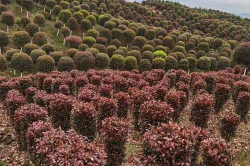 22年前,森禾从美国引进红叶石楠,一年小苗就卖了4亿元