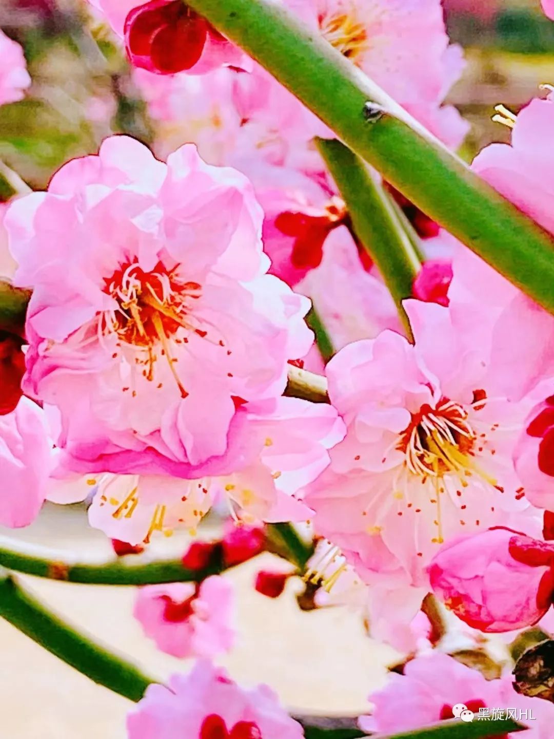 上海莘庄赏梅,新年莘庄梅园赏梅