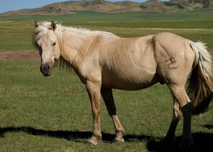 北宋为何不用铜钱买马,宋朝为什么从海外买马