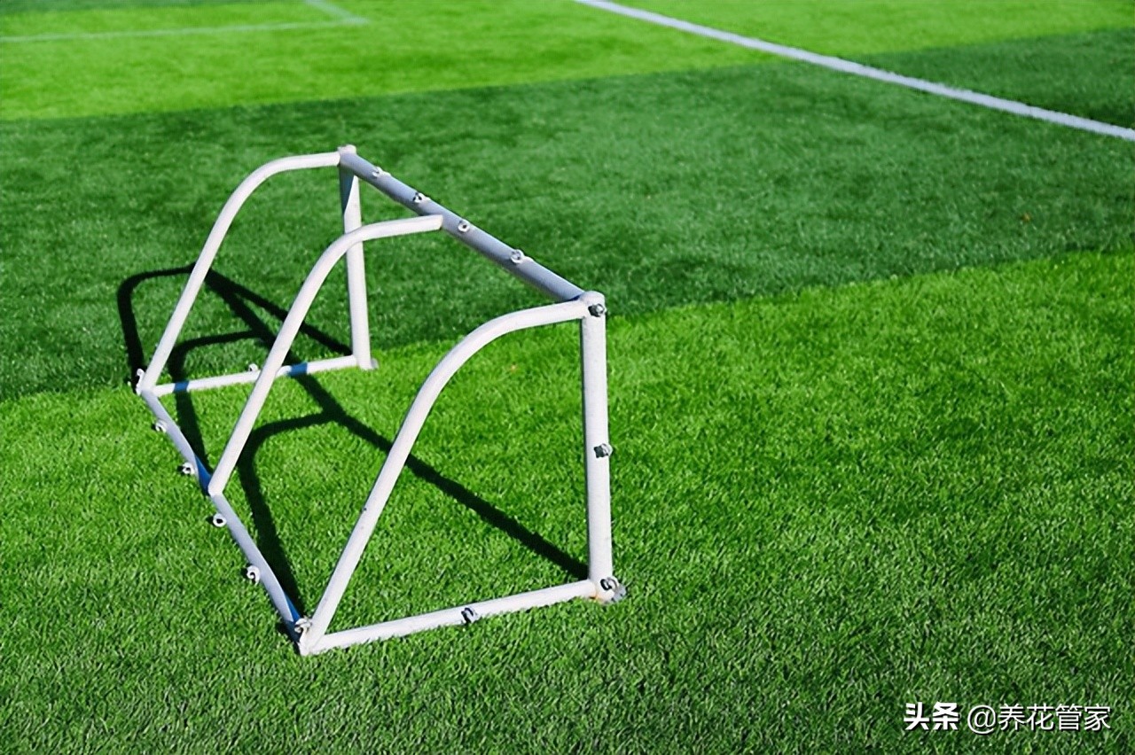 草坪哪种品种好,仿真草坪好还是种草坪好