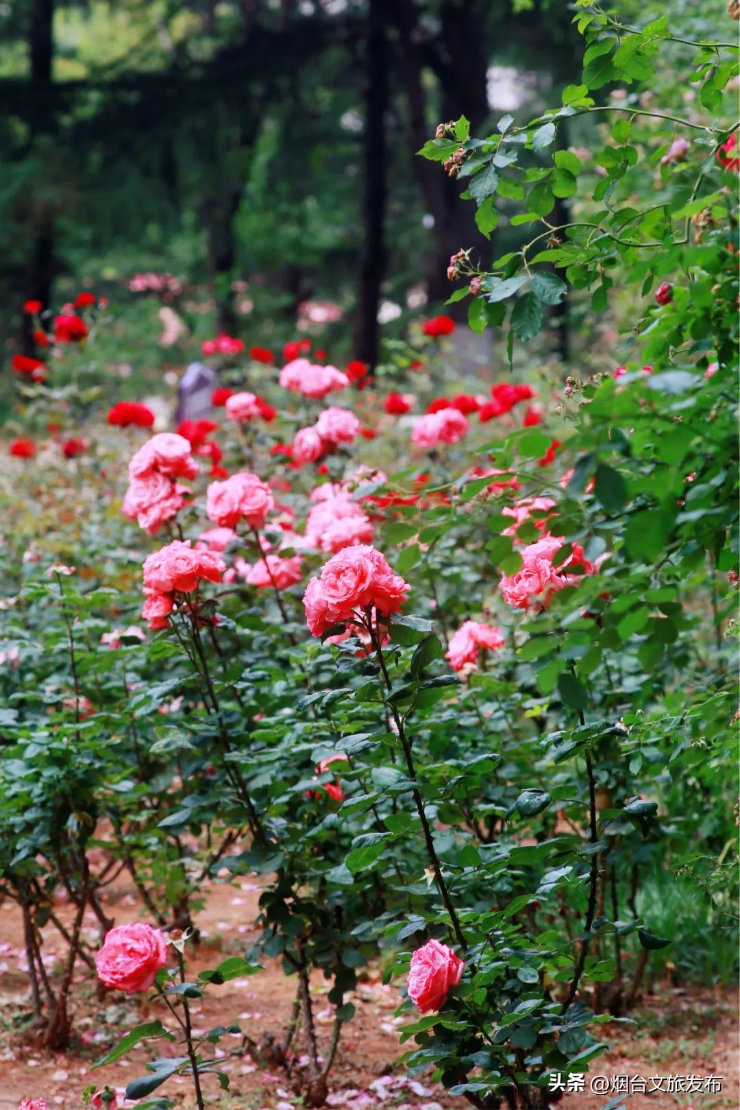 烟台值得去的公园,烟台旅游指南探索烟台最美景点