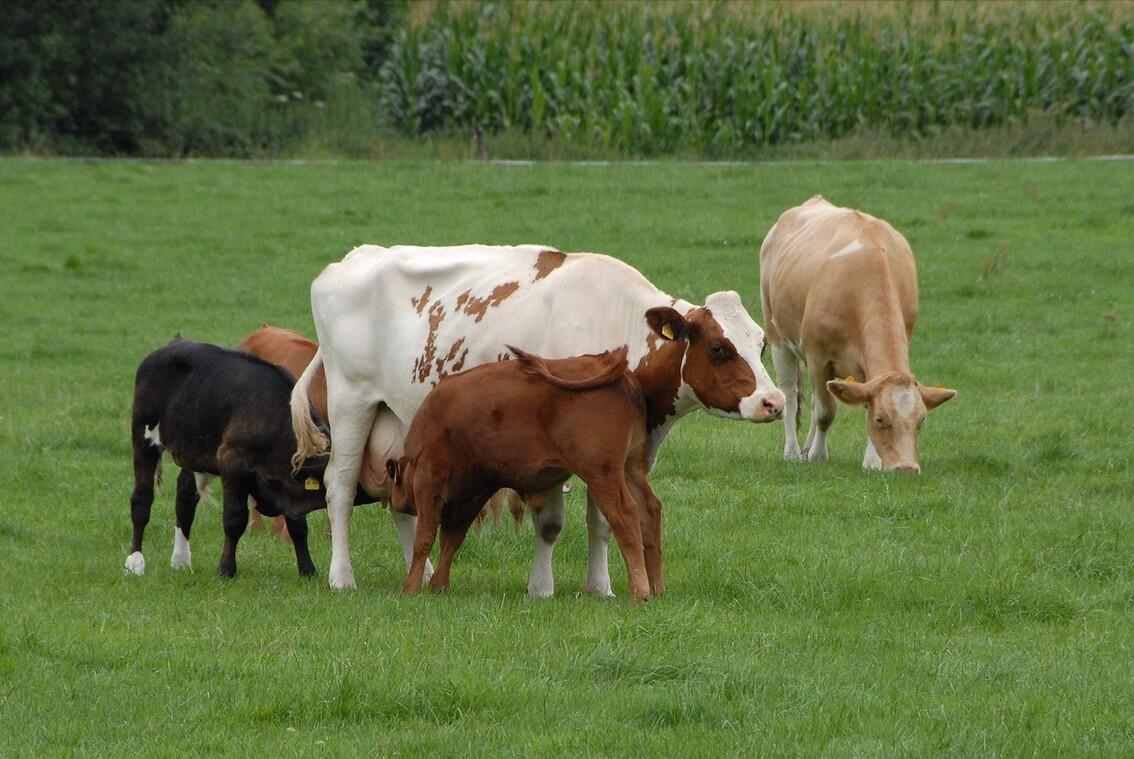 母牛特别瘦怎么喂养,母牛奶水不够母牛瘦需要喂什么