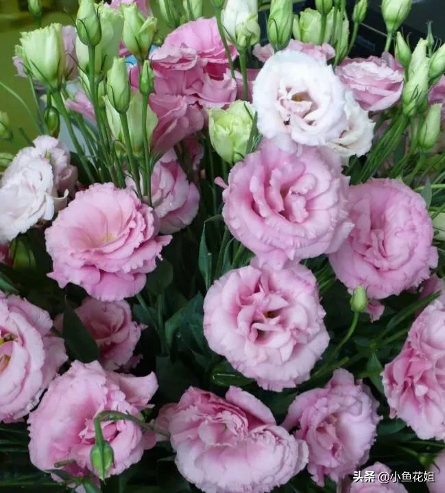 可以送给妈妈的花,可以送给母亲节的花