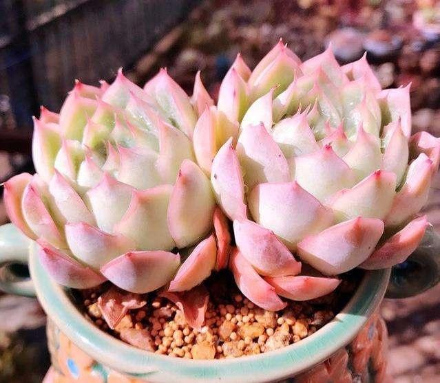 冬季多肉怎么养不生虫,为什么养多肉要拿煤球渣去养