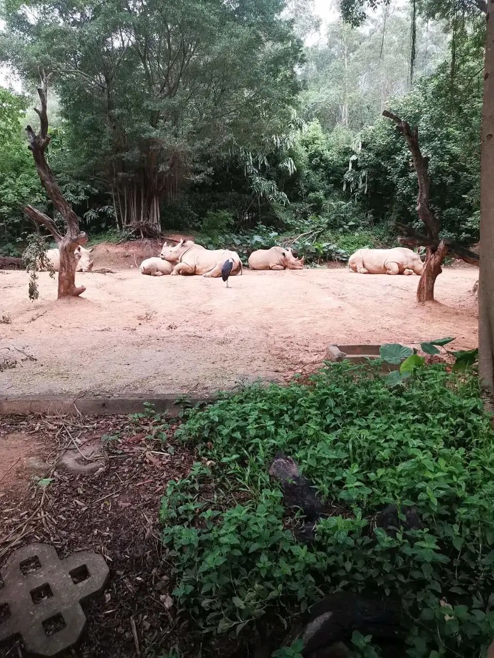 广州长隆野生动物园一日游vlog,广州长隆野生动物世界旅游攻略