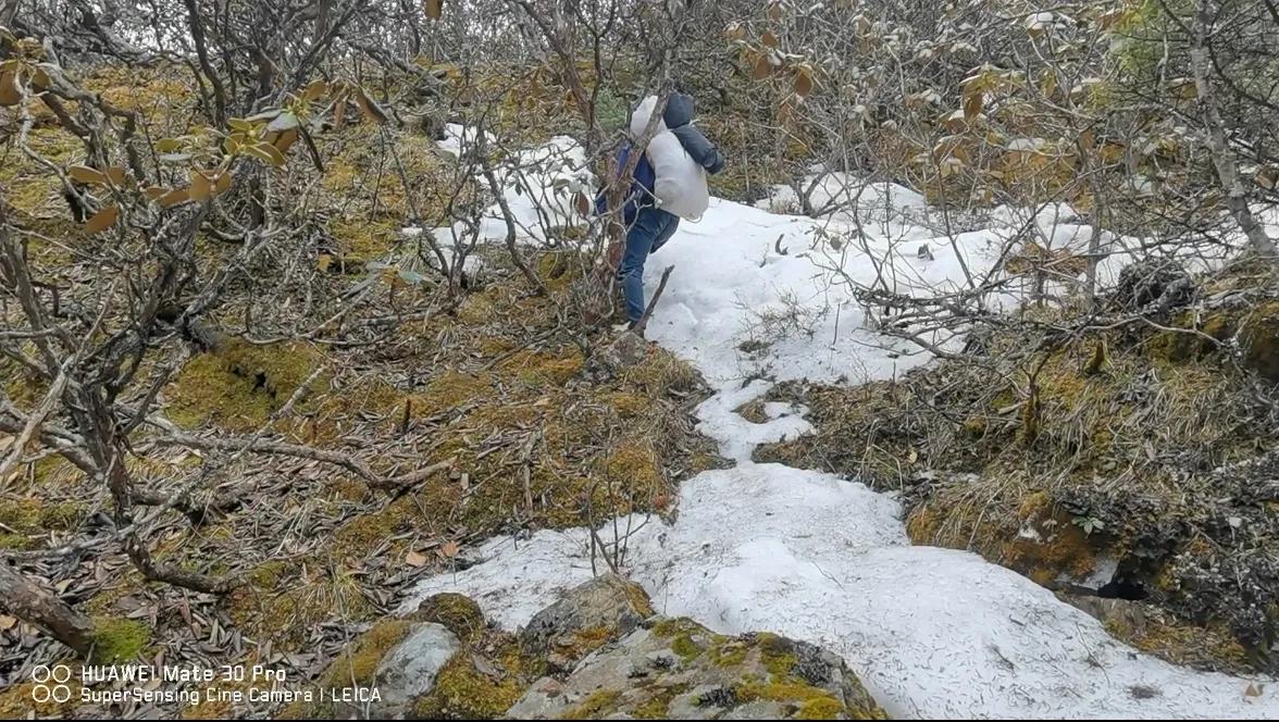 中国百慕大黑竹沟了解一下,中国百慕大黑竹沟近期气温