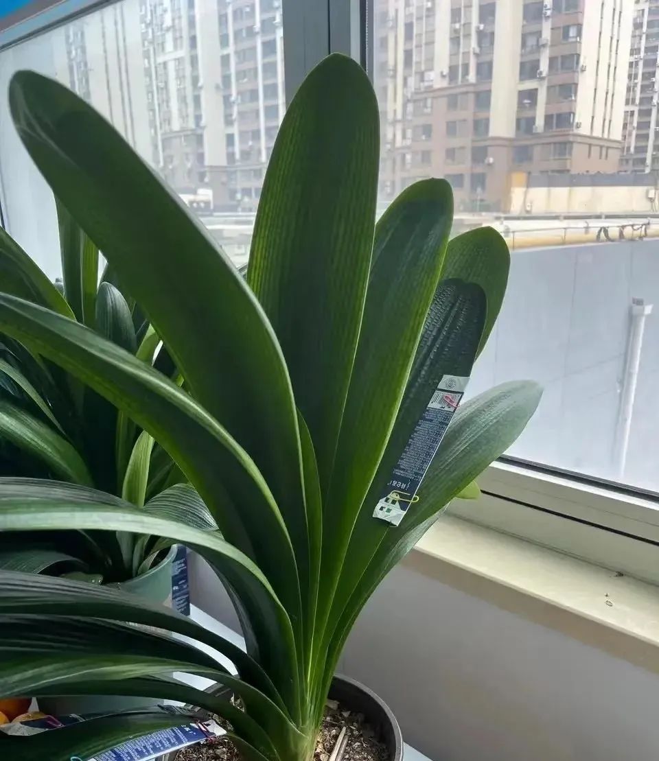 室内常年开花有益身体健康的花,适合睡觉房间养的花