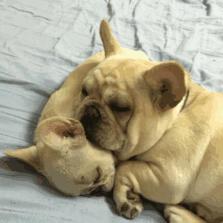 法牛有泪痕怎么处理,法牛有体臭怎么办