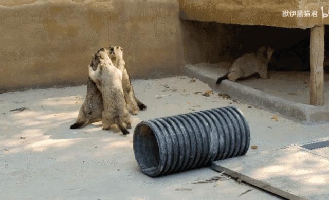 土拨鼠属于什么类动物,土拨鼠原来是什么动物