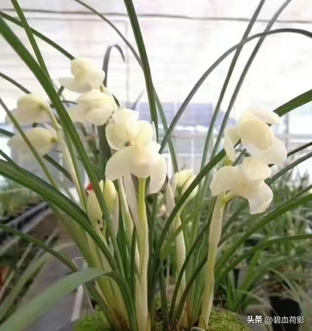 94年，男子10元购入一棵兰花，06年却卖出百万天价，兰友：有眼力