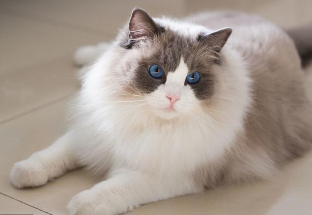 千万不要养布偶猫,养布偶猫的人都后悔了吗