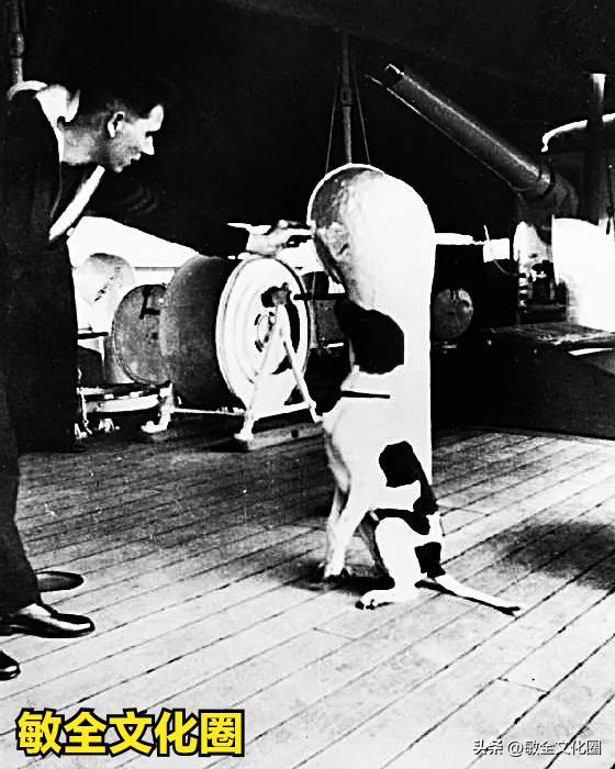 以后，我们一起去遛机器狗，相亲交友！