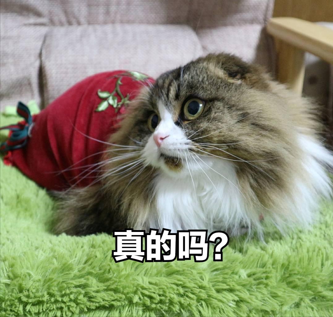 家猫适合养什么品种,最好养最粘人的十种长毛猫