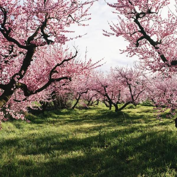 诗经桃夭的意思,诗经桃夭的意思是什么