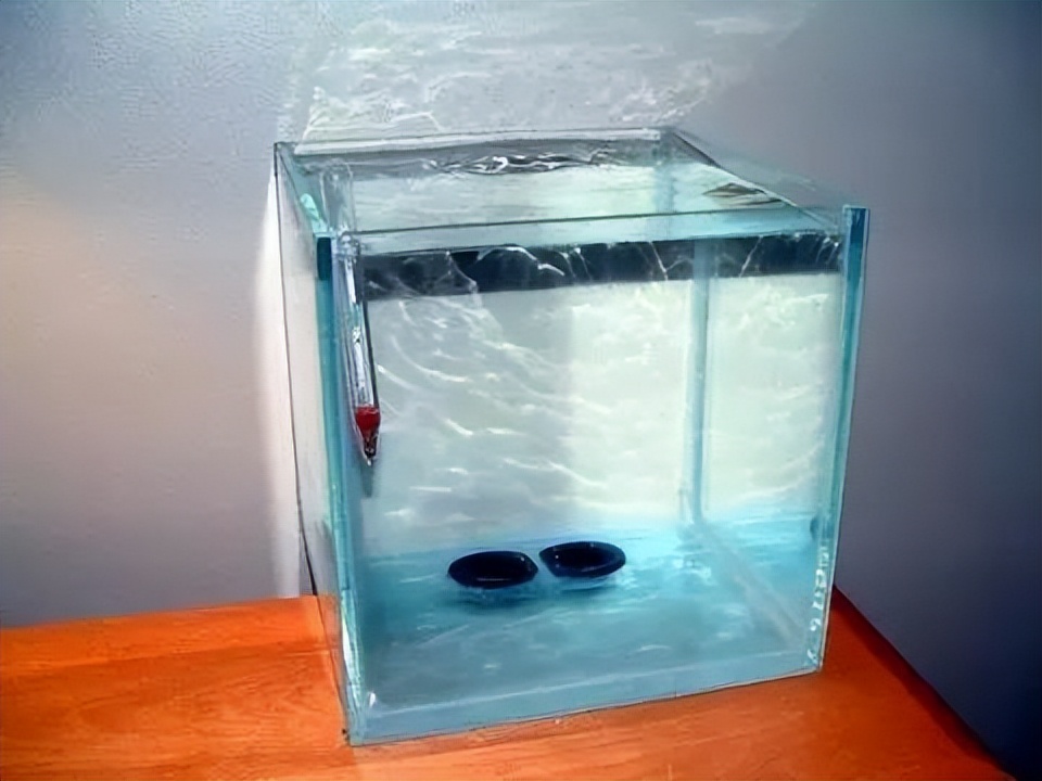 海水珊瑚缸鹦鹉螺,海水缸珊瑚视频大全