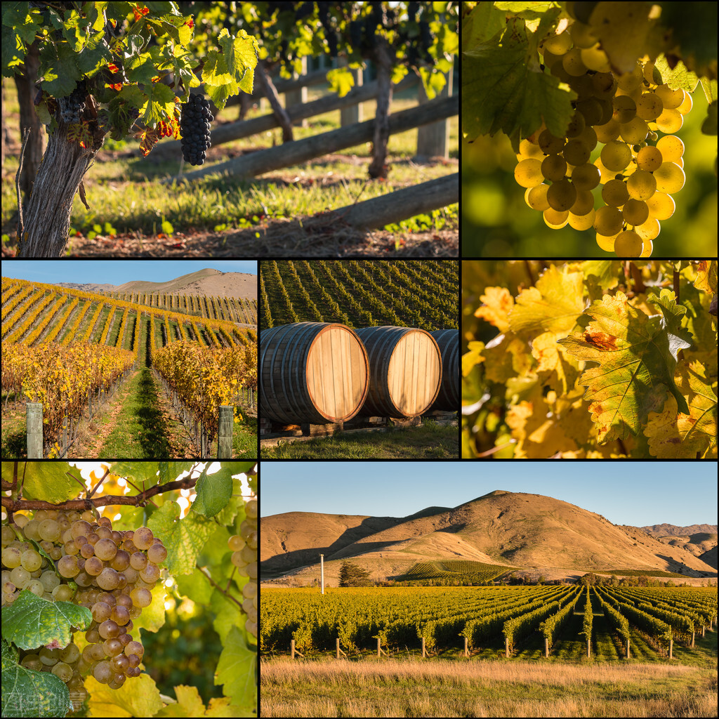 新西兰长相思红酒价格,新西兰销量最高的长相思