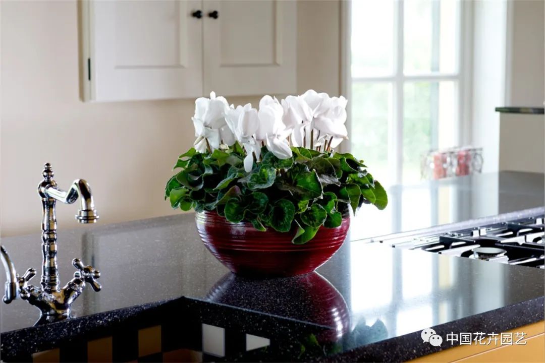 鑺卞崏鍝佺灞曠ず,鏂颁紭鑺卞崏鍝佺灞曠ず