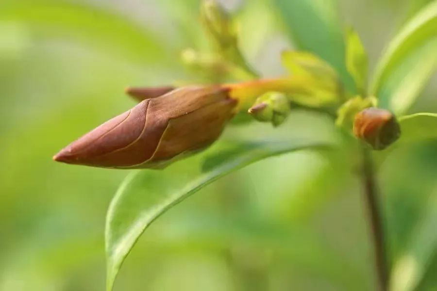 黄蝉花，植物界的不花心“好男人”真的不花心吗｜花名册No.00067