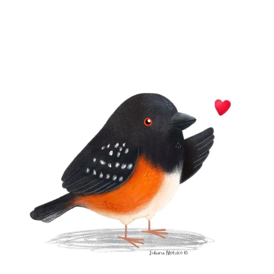 鸟类插画大全,鸟类插画艺术欣赏