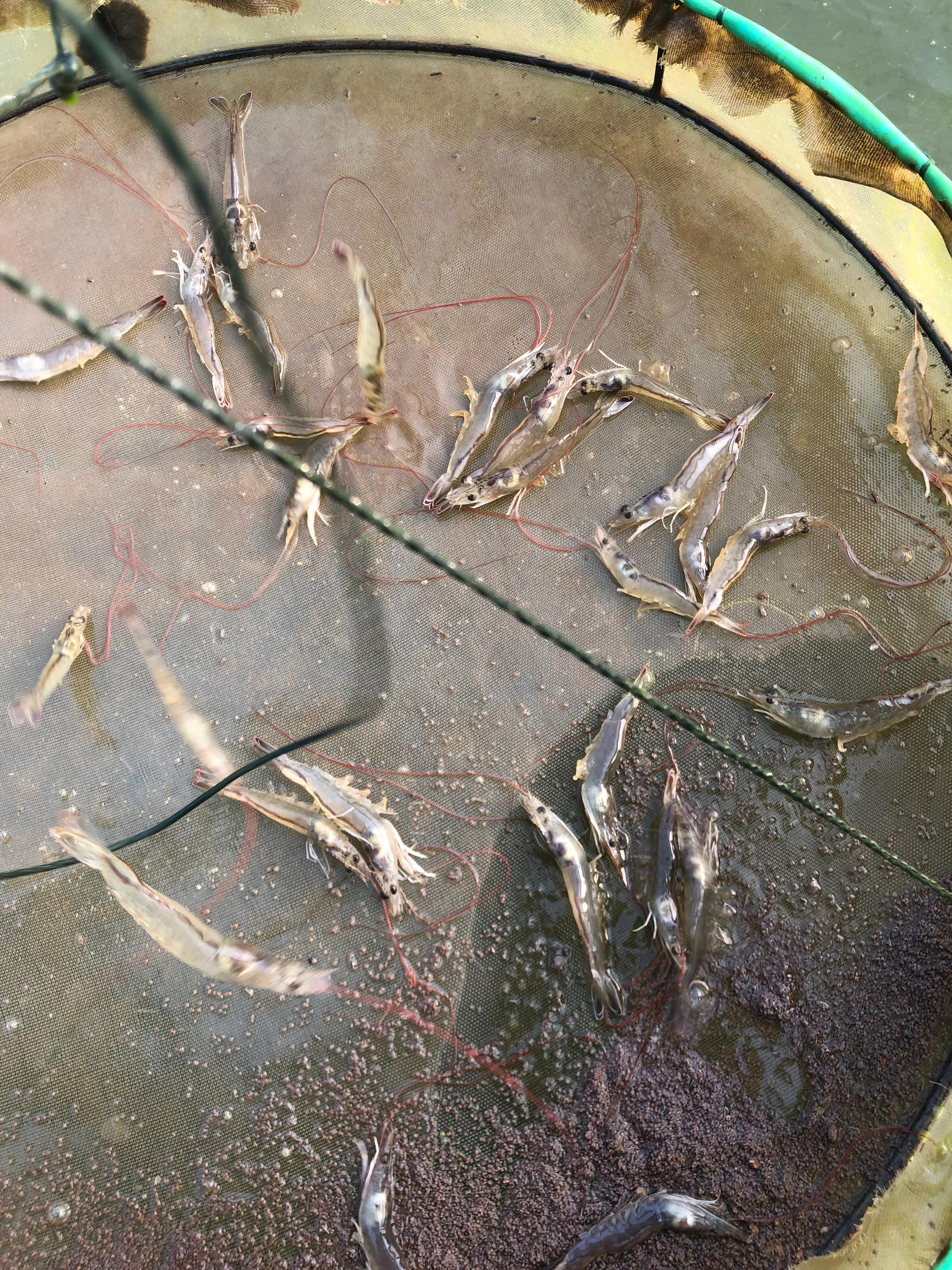 南美白对虾养殖全流程图解,南美白对虾养殖条件和方法图