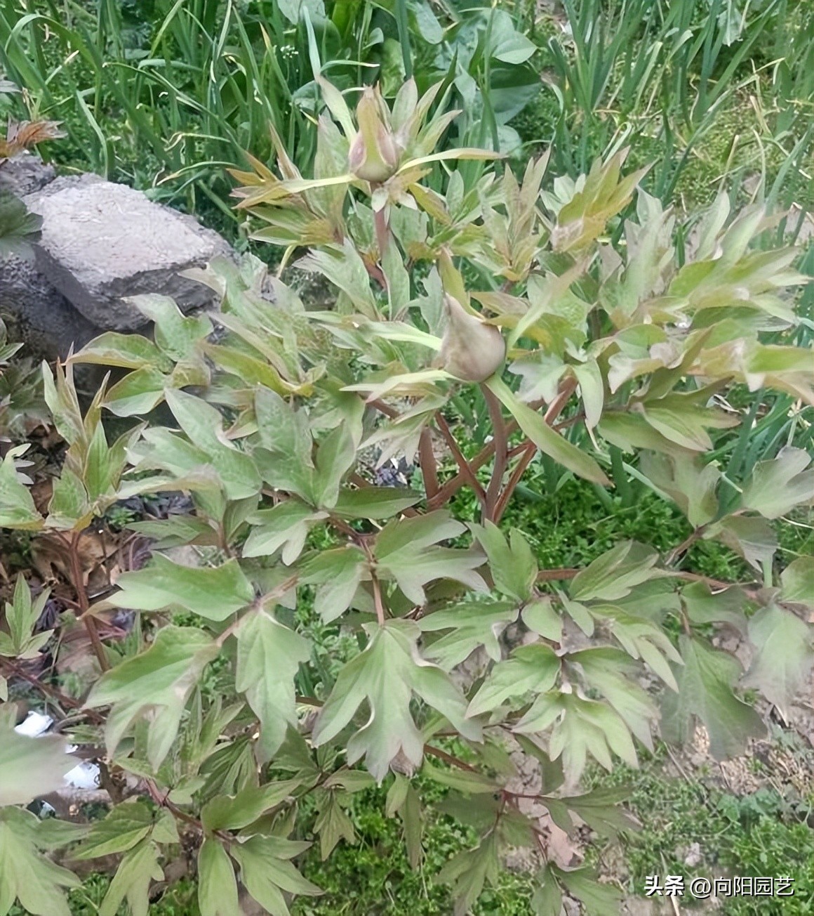 春天买回来牡丹能栽活吗,春天买牡丹苗可以种活吗