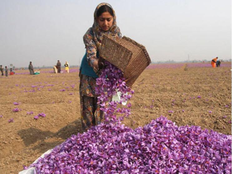 国外千金难求的藏红花，为何国内几十块称斤卖？是不是智商税？