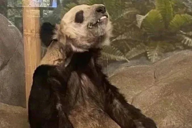 丫丫启程回国最新版本,丫丫启程回国时间