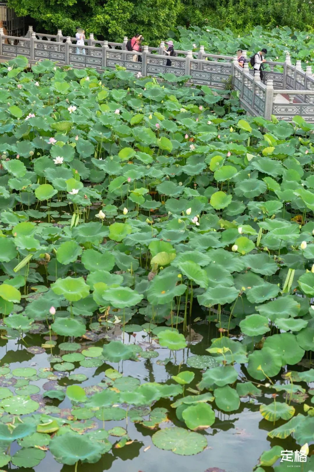 国内好看小众的湖泊,深圳好玩的湖泊有哪些