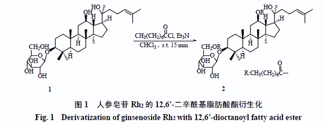 人参皂苷类化合物,人参皂苷结合物