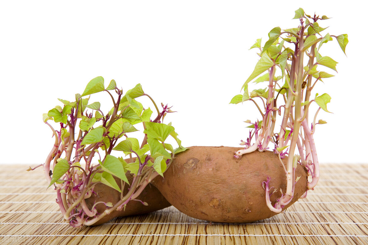 土豆是全球第几大重要的粮食作物,十大土豆种植县市有哪些