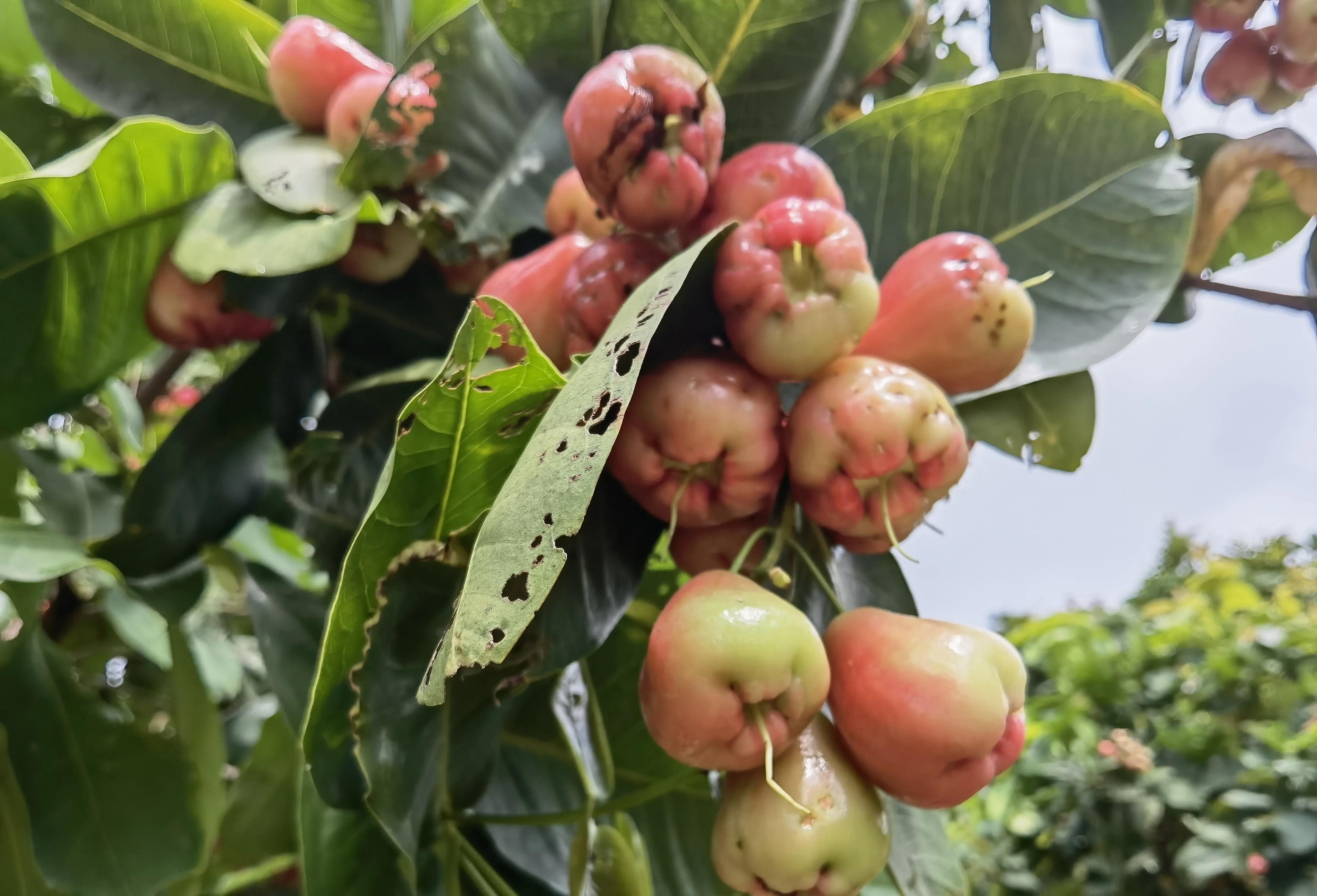 结石的痛苦有谁懂,结石的痛怎么缓解