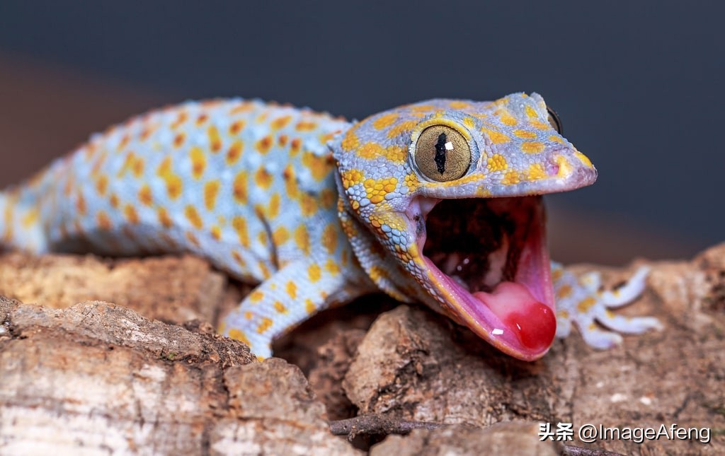 关于壁虎的资料,壁虎百科知识