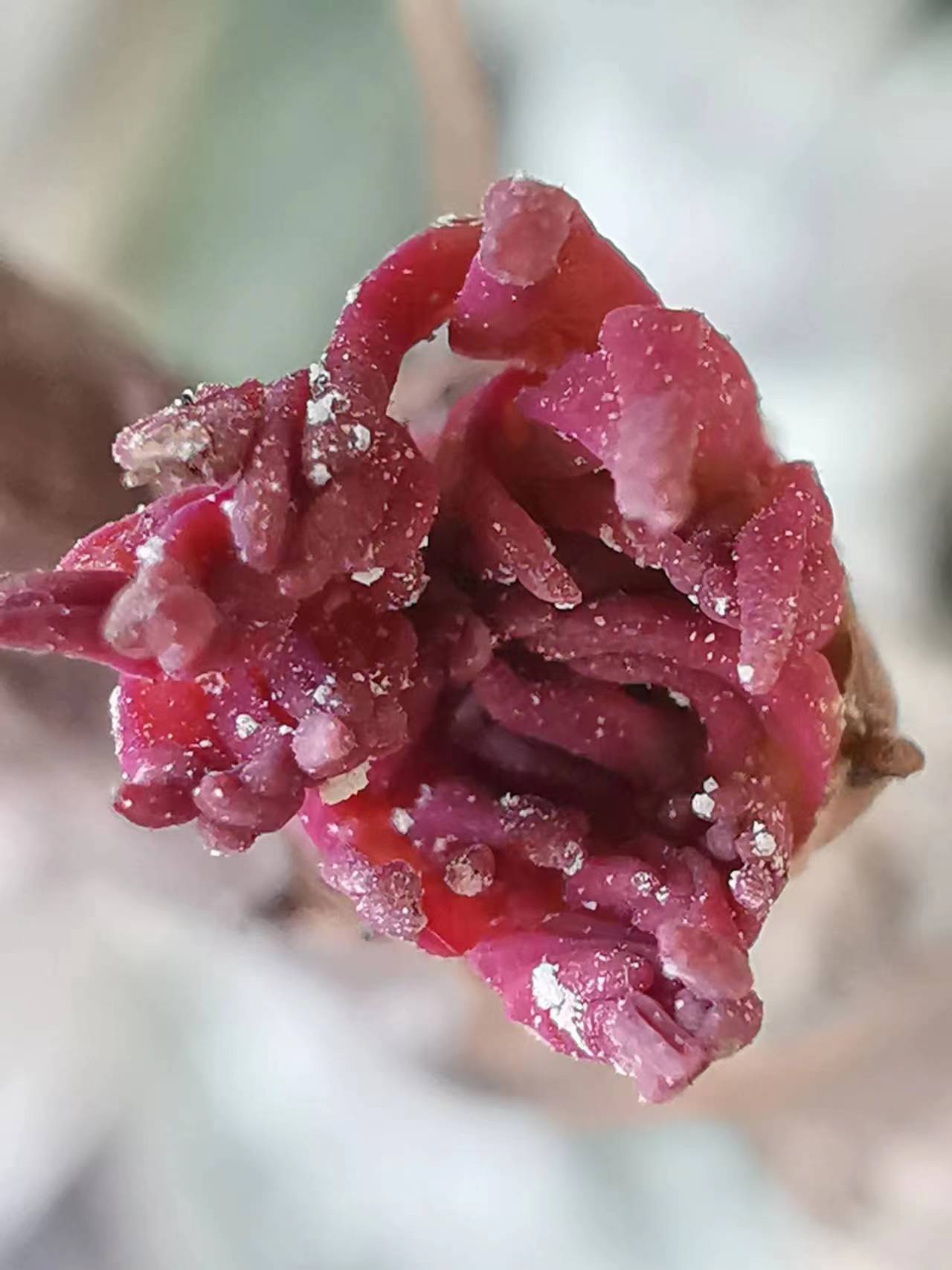 欣赏牡丹花开视频,牡丹各品种的花芽