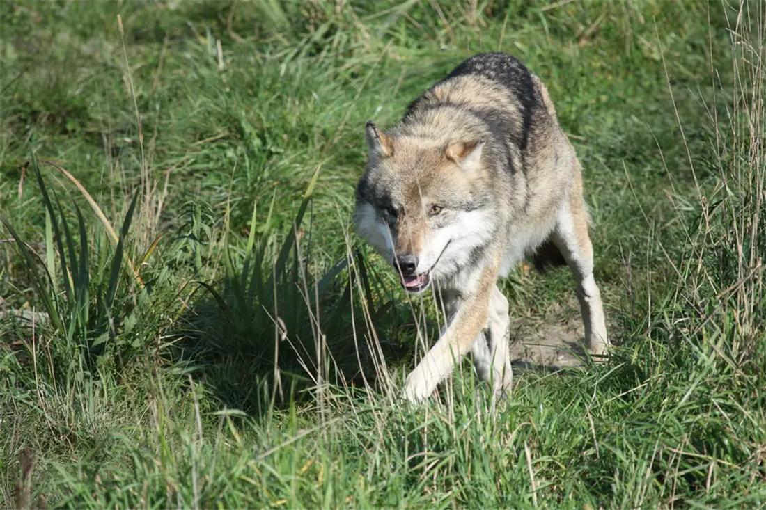 蒙古獒被狼咬死,狼群报复咬死牧羊犬主人团灭狼群