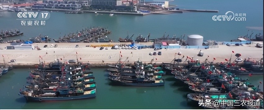 休渔期到来但这些海鲜仍可以选择,休渔期能实现海鲜自由吗