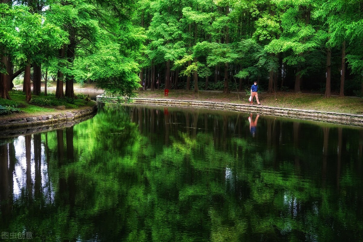 上海附近的森林秘境,上海惊现的森林秘境