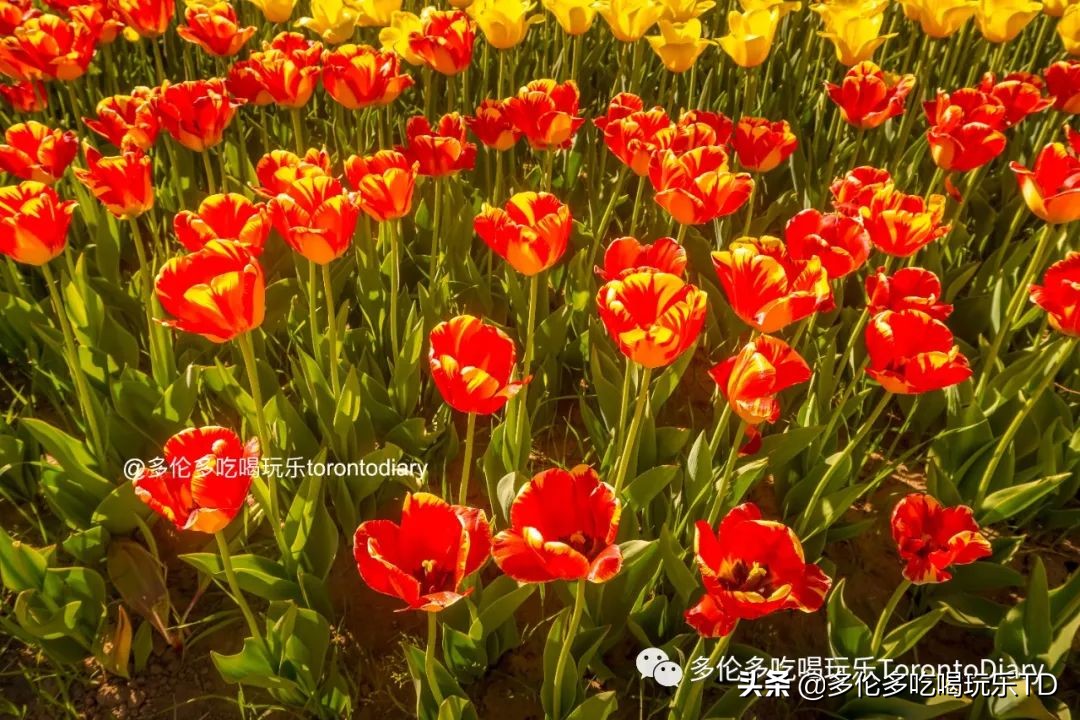 邂逅五彩斑斓的油菜花田,郁金香花田旅游攻略