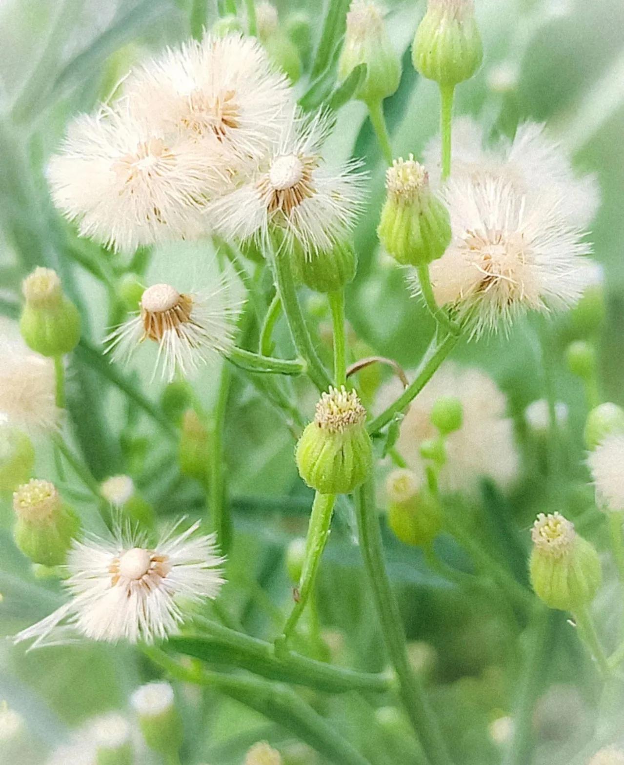 农村常见的顽固藤条植物,农村常见的止血植物图片
