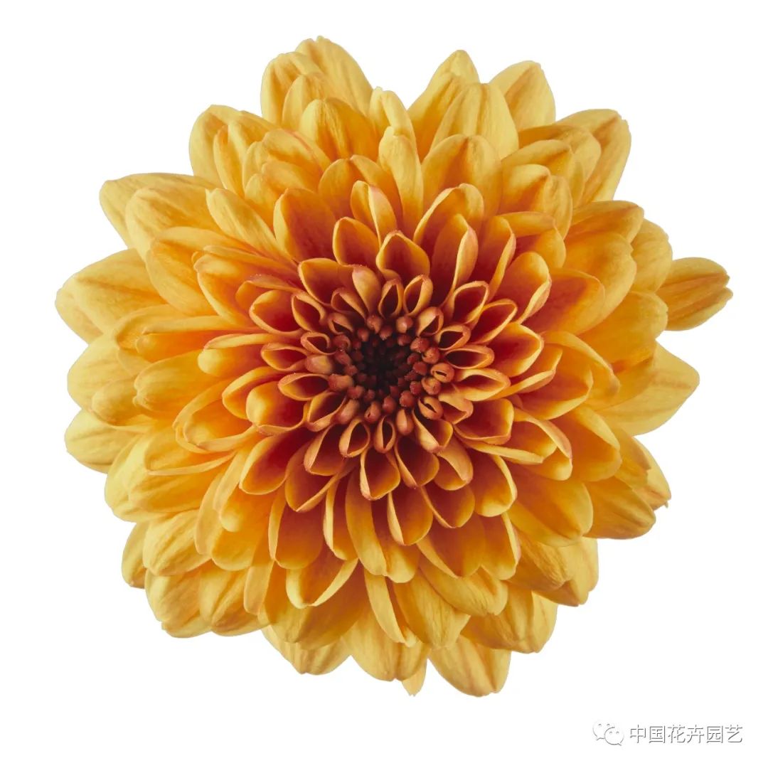 橙色多盟盆菊“水晶”系列推出新花色|新品