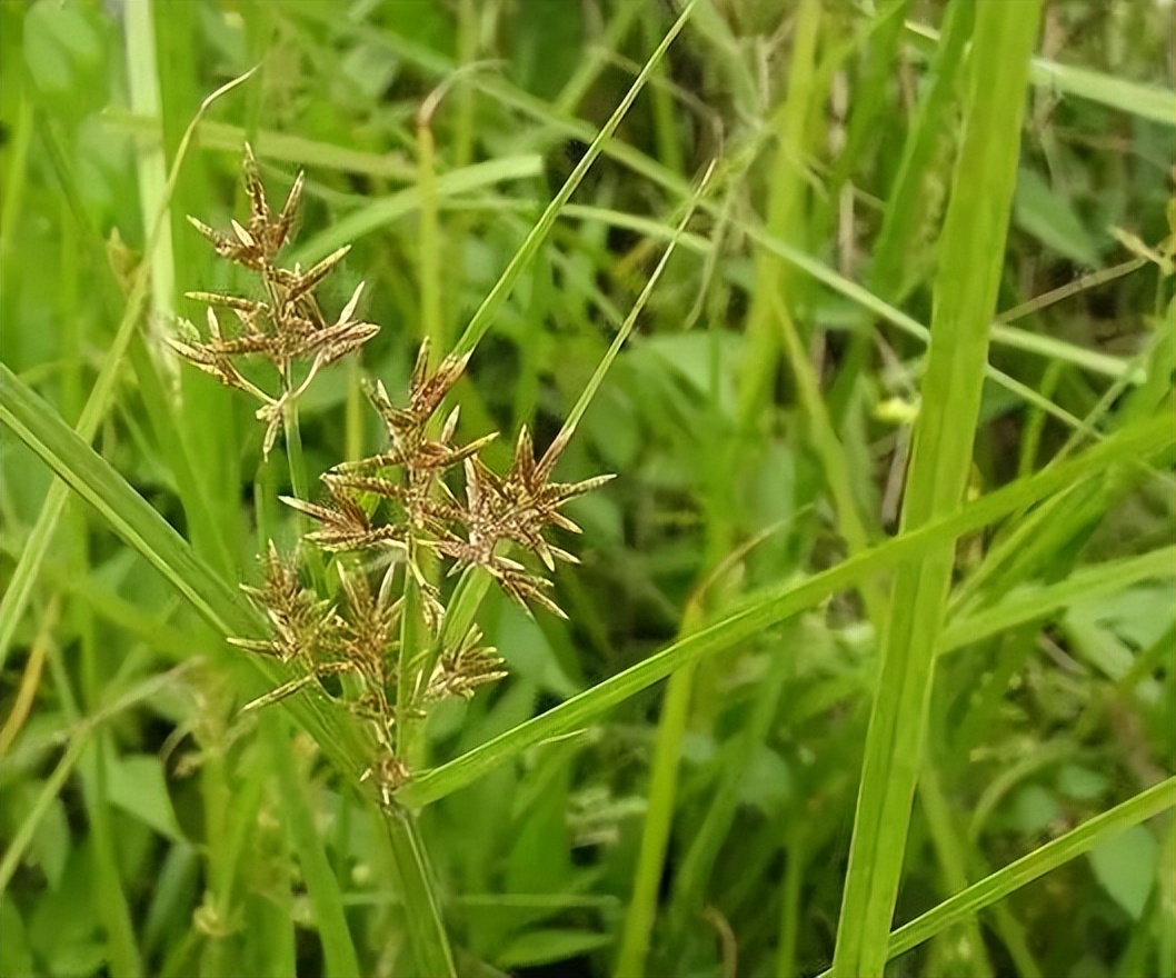 植物识别小口诀，总结的太全了！
