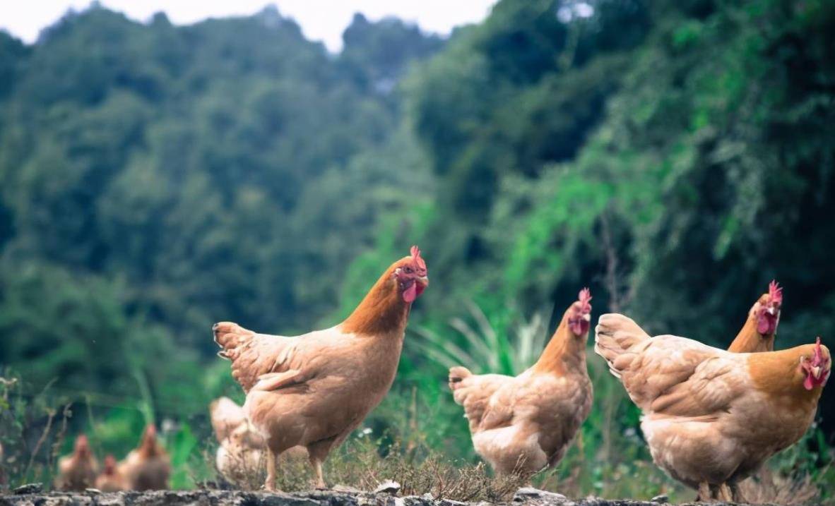 湖南小伙承包5000地只养十只鸡,农民大哥承包500亩土地养了10只鸡