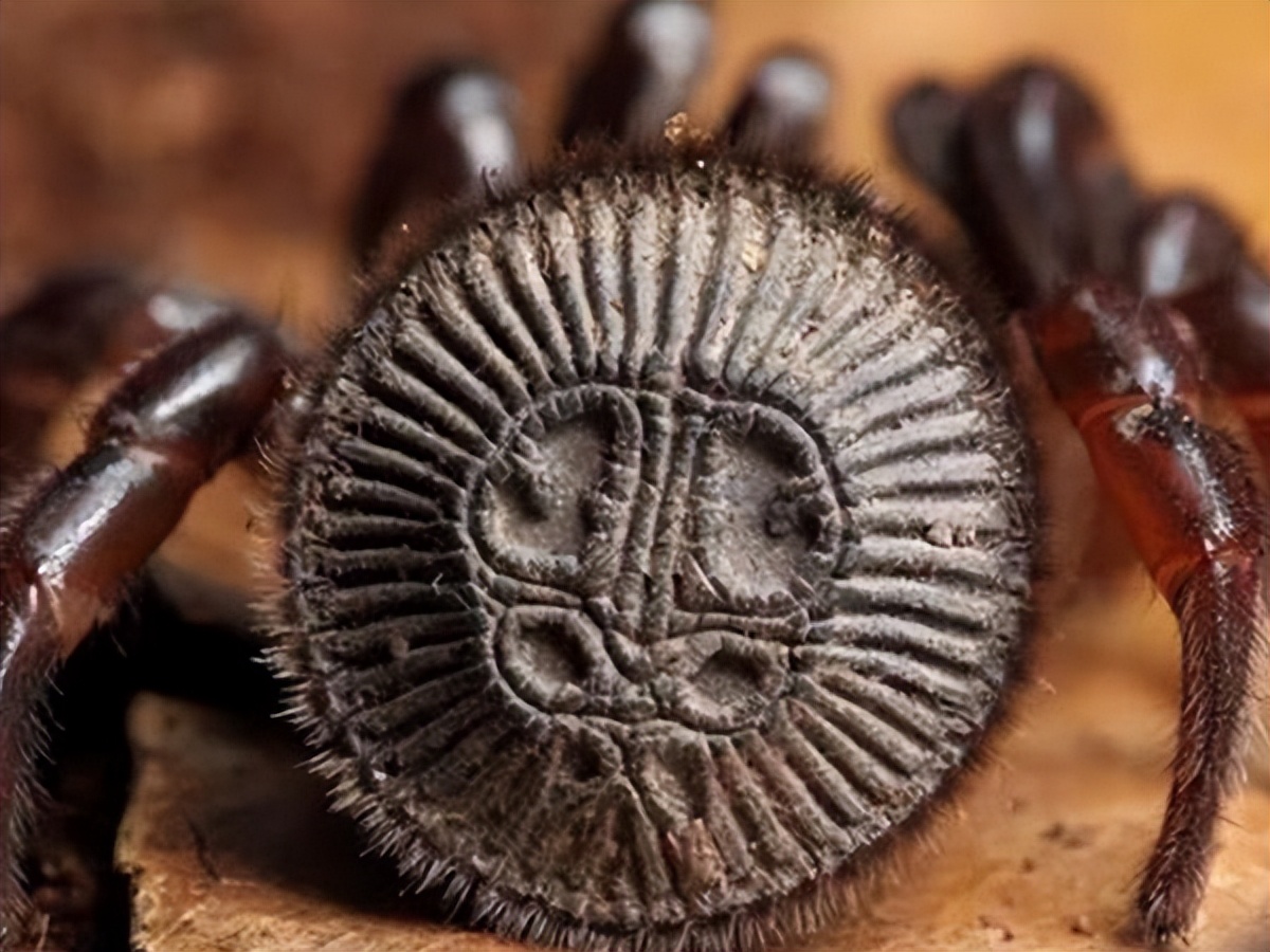 鍥涘窛鏉戞皯涓瘨,鍥涘窛鍐滄埛涓瘨