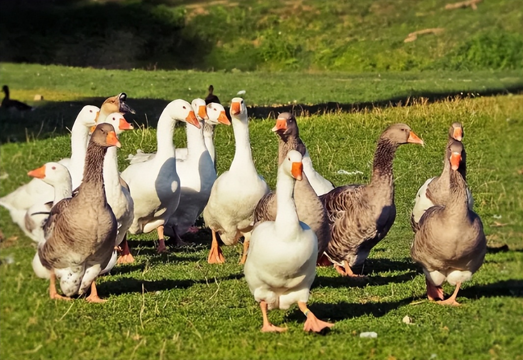 蛇最怕的花草,蛇怕什么绿植物