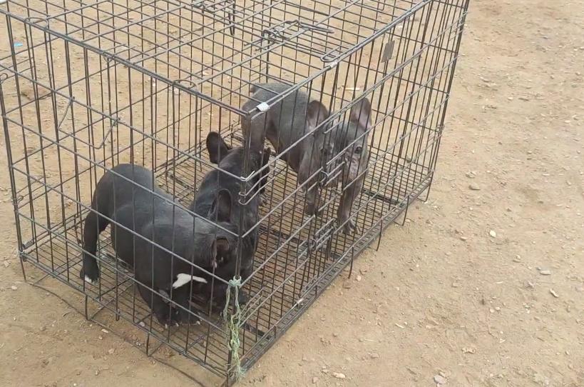 东北：大哥想救笼里狗，岂料狗贩张口就是数十万，大哥：这谁能买