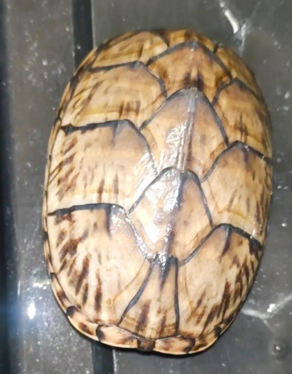 乌龟好看好玩又好养的蛋龟,最值得养的蛋龟品种