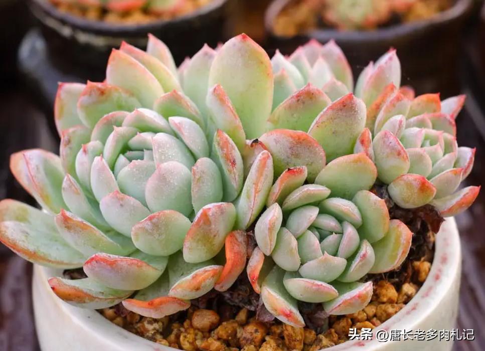 多肉娜娜小勾好出状态吗,多肉娜娜小勾皮实吗