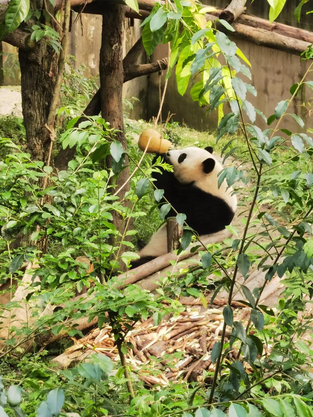 成都印象火锅,成都印象餐饮有限公司