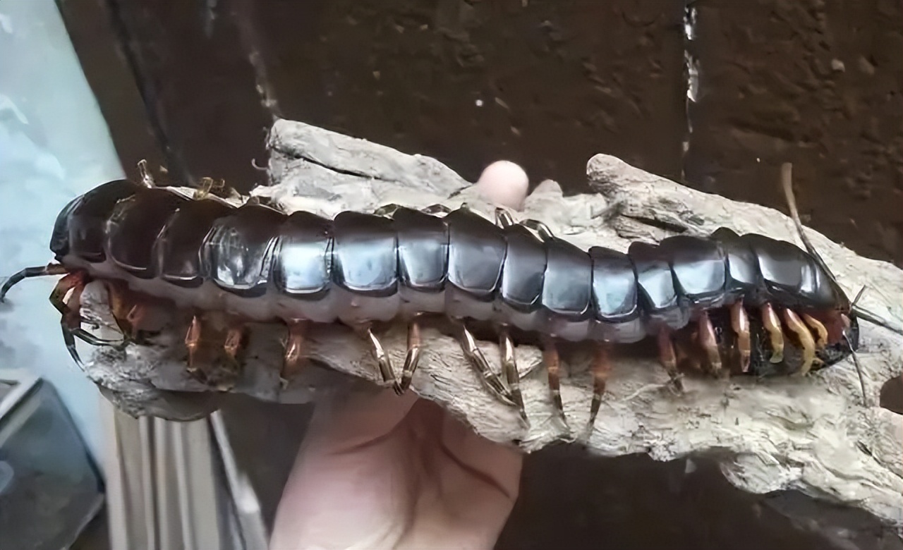 历史上最大的蜈蚣有多大,世界上蜈蚣最大有多少只脚